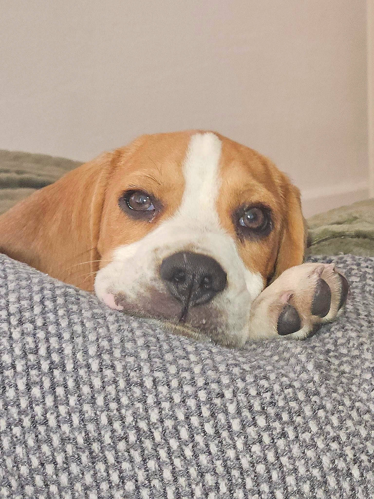 Ushuaia participe au concours pour gagner de l'argent avec cette photo : ball, beaglier, canidae, carnivore, companion_dog, dog, dog_breed, fawn, finnish_hound, hound, hunting_dog, non_sporting_group, paw, puppy_love, scent_hound, snout, sporting_group, terrestrial_animal, whiskers, working_animal