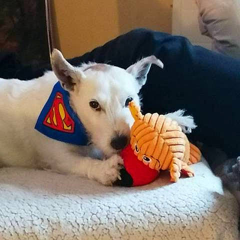 DODGY participe au concours pour gagner de l'argent avec cette photo : bull_terrier, bull_terrier_miniature, canidae, carnivore, companion_dog, dog, dog_breed, dog_toy, mammal, non_sporting_group, puppy, rare_breed_dog, sporting_group, terrier, vertebrate, west_highland_white_terrier