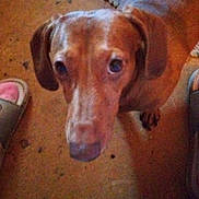 Oliver is registered to the contest to win money with this photo: dog, brown_dog, pet, floor, rug, slippers, indoor, animal, canine, looking_up, curious, ears, snout, close_up, blurry, candid, domestic, companion, home, footwear