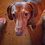 dog, brown_dog, pet, floor, rug, slippers, indoor, animal, canine, looking_up, curious, ears, snout, close_up, blurry, candid, domestic, companion, home, footwear