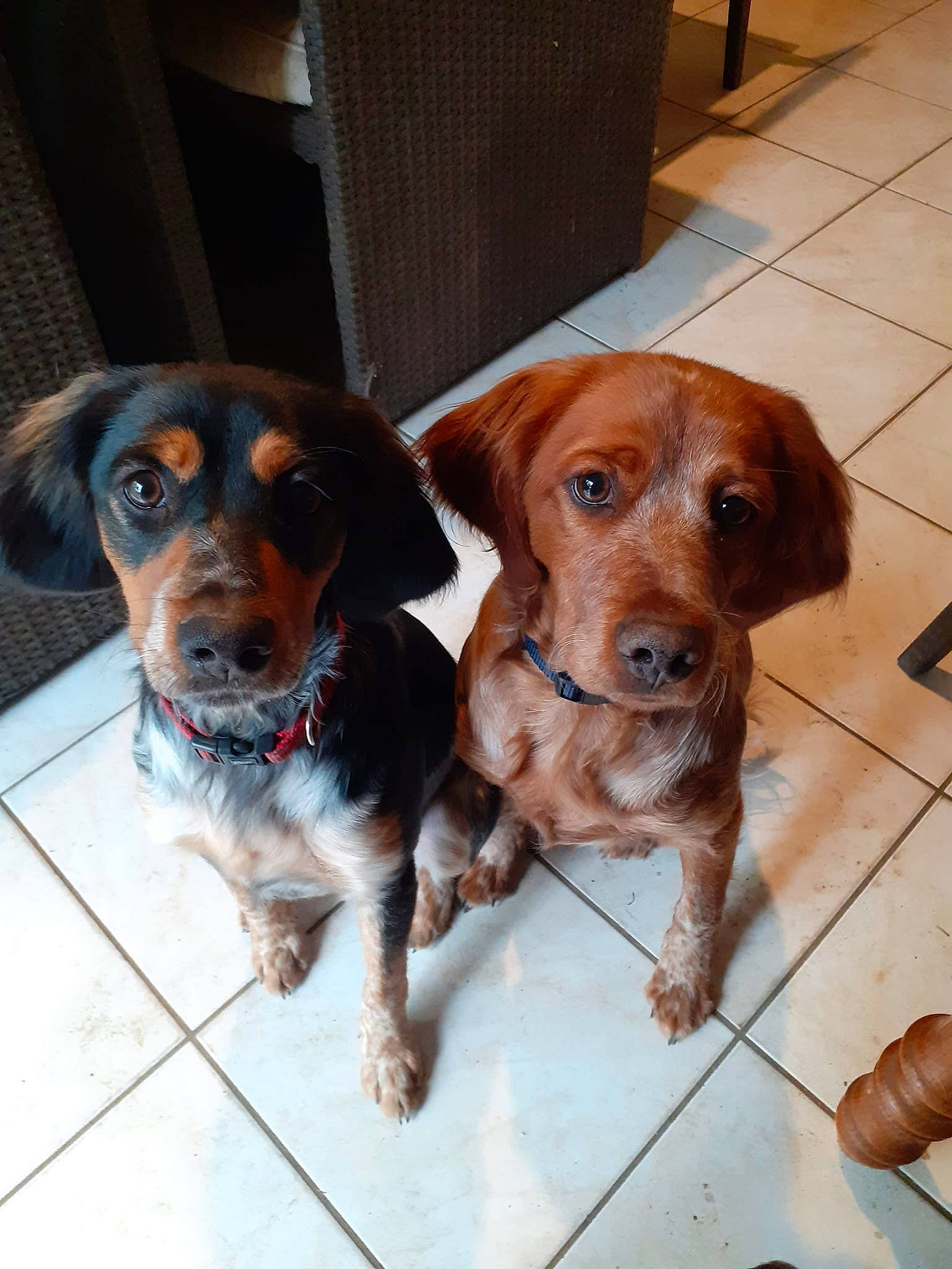 Sally Et Sully participe au concours pour gagner de l'argent avec cette photo : canidae, carnivore, collar, companion_dog, dog, dog_breed, dog_collar, dog_supply, fawn, fur, hound, leash, liver, metal, pet_supply, scent_hound, snout, sporting_group, whiskers, working_animal