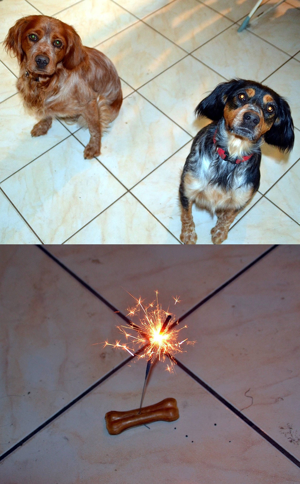 Sally Et Sully participe au concours pour gagner de l'argent avec cette photo : brown, carnivore, circle, companion_dog, dog, dog_breed, event, flooring, gas, heat, light, line, liver, metal, pattern, pet_supply, photograph, snout, sporting_group, working_animal