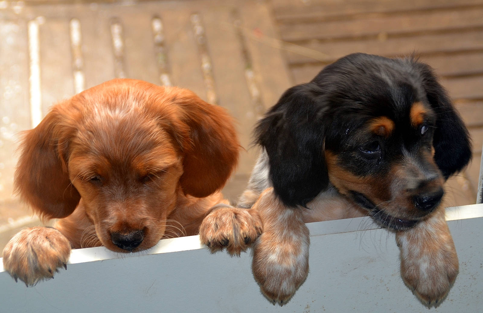 Sally Et Sully a rejoint le concours — aidez-le/la à gagner de superbes lots ! canidae, carnivore, companion_dog, dog, dog_breed, fawn, fur, hunting_dog, liver, paw, puppy, snout, sporting_group, terrestrial_animal, whiskers, wood, working_animal, working_dog