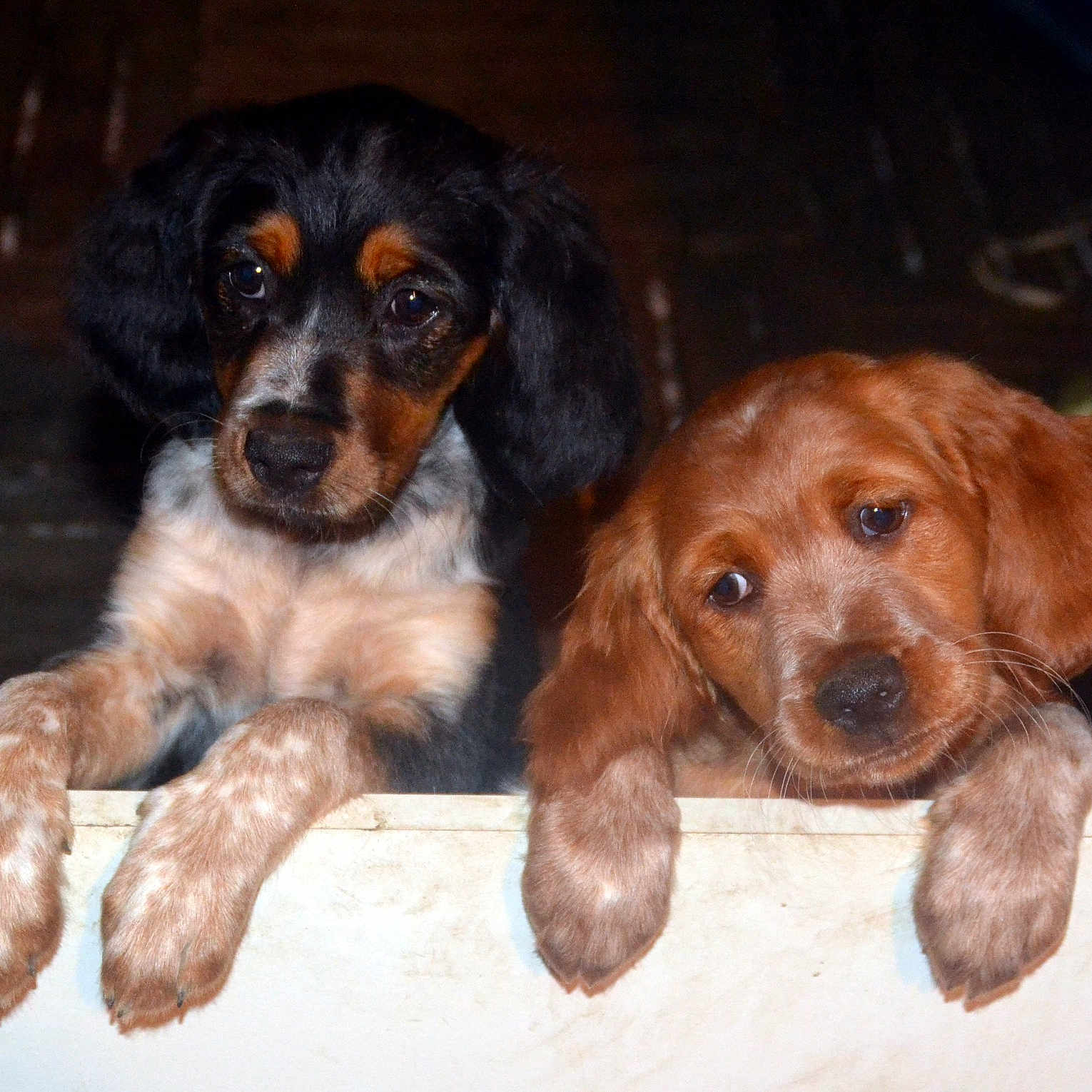 Sally Et Sully