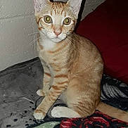 Angel joined the competition — help win amazing prizes! cat, orange_tabby, pet, animal, feline, sitting, portrait, indoors, blanket, bed, floral_pattern, red_flower, gray_fabric, green_fabric, whiskers, ears, eyes, striped_fur, alert, home