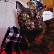 Poppy is registered to the contest to win money with this photo: cat, tortoiseshell, pet, animal, feline, green_eyes, whiskers, ears, fur, close_up, portrait, indoor, blanket, cozy, home, sitting, looking_at_camera, black_fur, orange_patches, judgmental_expression