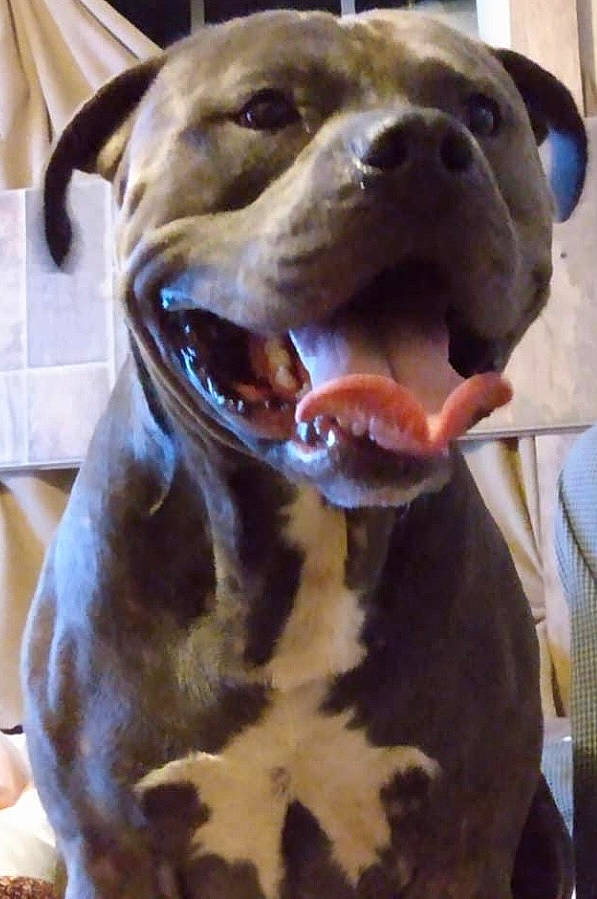 Ragnar is registered to the contest to win money with this photo: art, canidae, carnivore, companion_dog, dog, dog_breed, fang, fawn, fur, head, jaw, liver, non_sporting_group, pet_supply, snout, sporting_group, terrestrial_animal, whiskers, working_animal