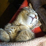 Nyx joined the competition — help win amazing prizes! cat, tabby, sleeping, cozy, blanket, paws, fur, closeup, resting, indoor, cute, pet, animal, whiskers, relaxed, soft, tucked_in, nap, feline, comfort