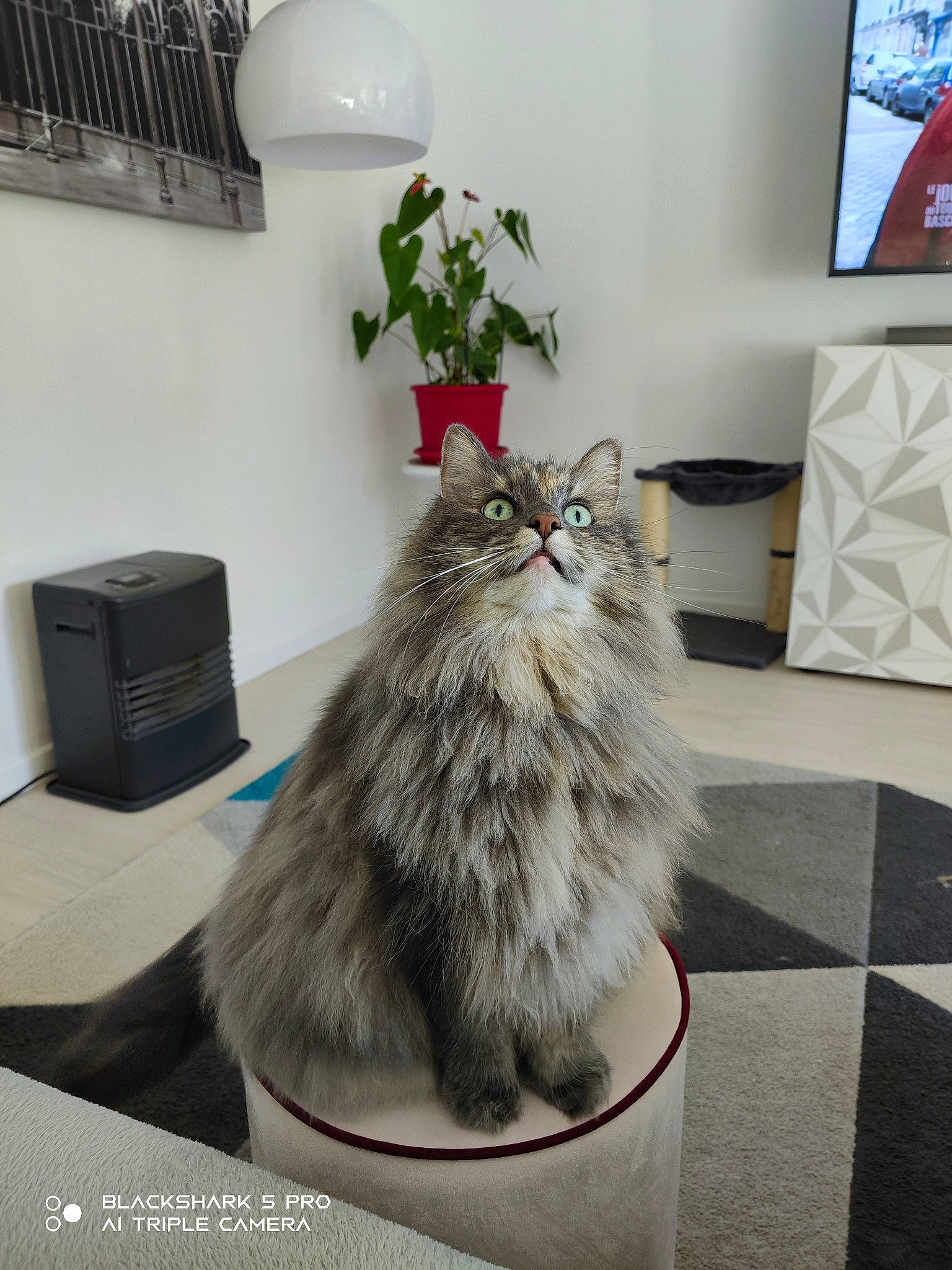 Bouboule participe au concours pour gagner de l'argent avec cette photo : british_longhair, cabinetry, carnivore, cat, comfort, felidae, flooring, fur, grey, hardwood, houseplant, living_room, maine_coon, picture_frame, plant, room, small_to_medium_sized_cats, table, television, whiskers