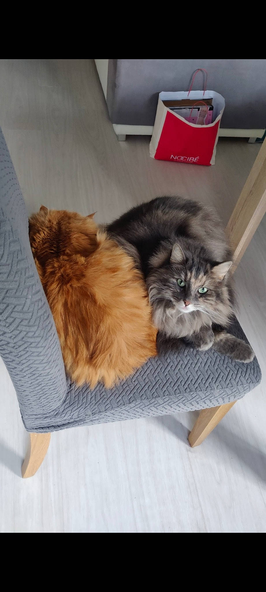 Bouboule a rejoint le concours — aidez-le/la à gagner de superbes lots ! canidae, carnivore, cat, claw, comfort, companion_dog, fawn, felidae, fur, paw, small_to_medium_sized_cats, tail, terrestrial_animal, whiskers