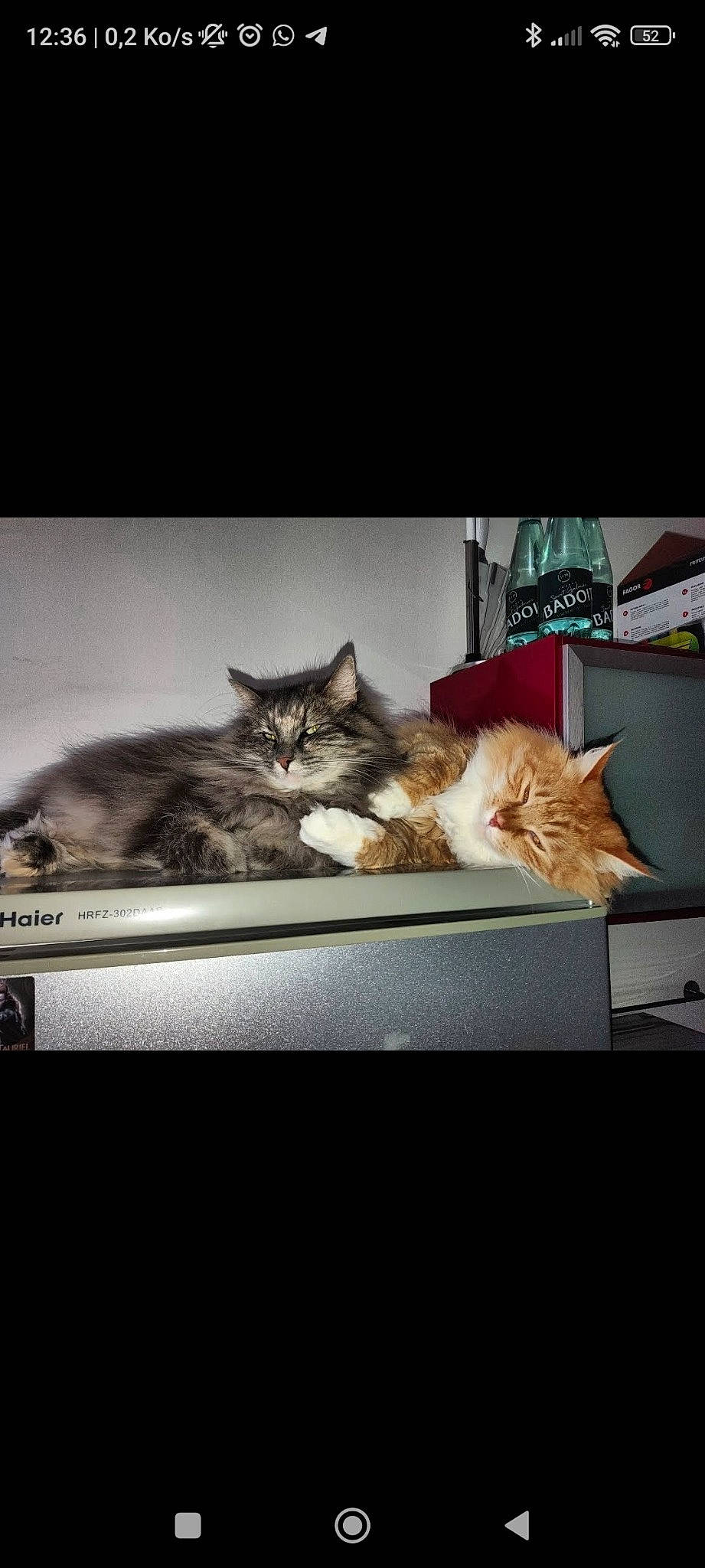 Bouboule a rejoint le concours — aidez-le/la à gagner de superbes lots ! art, box, carnivore, cat, cloud, comfort, domestic_short_haired_cat, felidae, fur, metal, paw, photo_caption, small_to_medium_sized_cats, square, tail, whiskers, window, wood