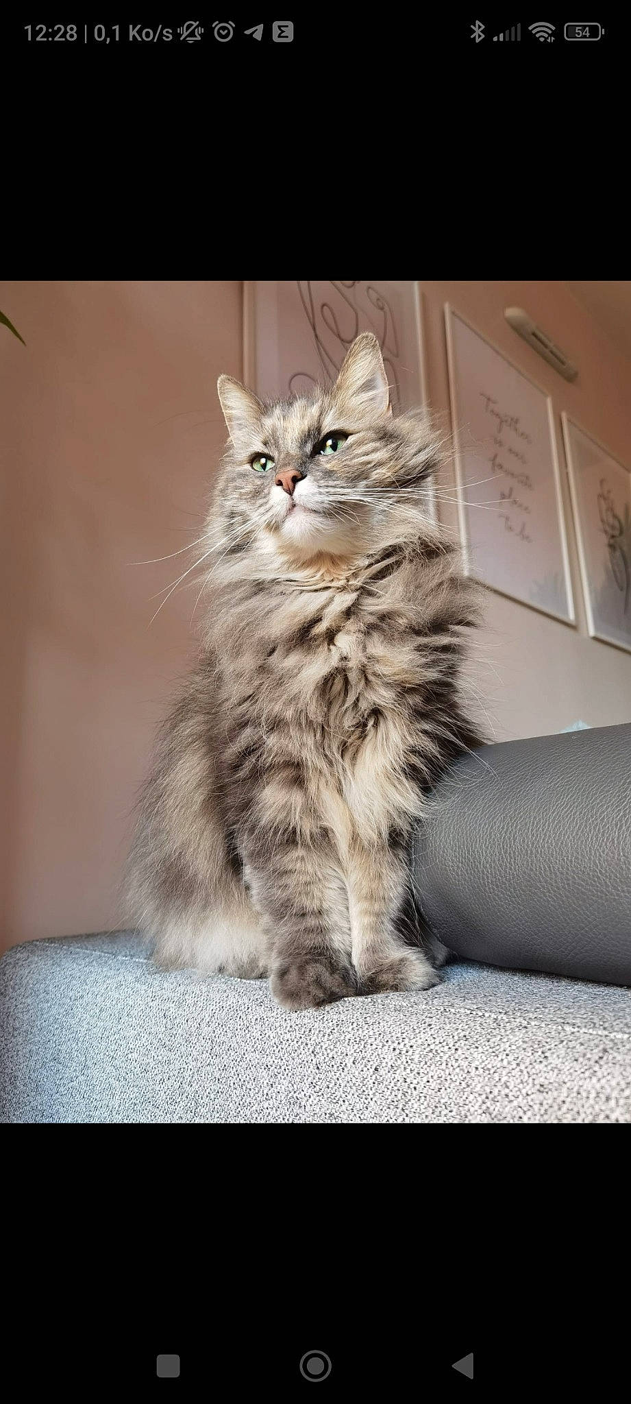 Bouboule a rejoint le concours — aidez-le/la à gagner de superbes lots ! british_longhair, carnivore, cat, claw, comfort, domestic_short_haired_cat, felidae, flooring, fur, grey, maine_coon, monochrome_photography, paw, plant, sitting, small_to_medium_sized_cats, snout, tail, whiskers