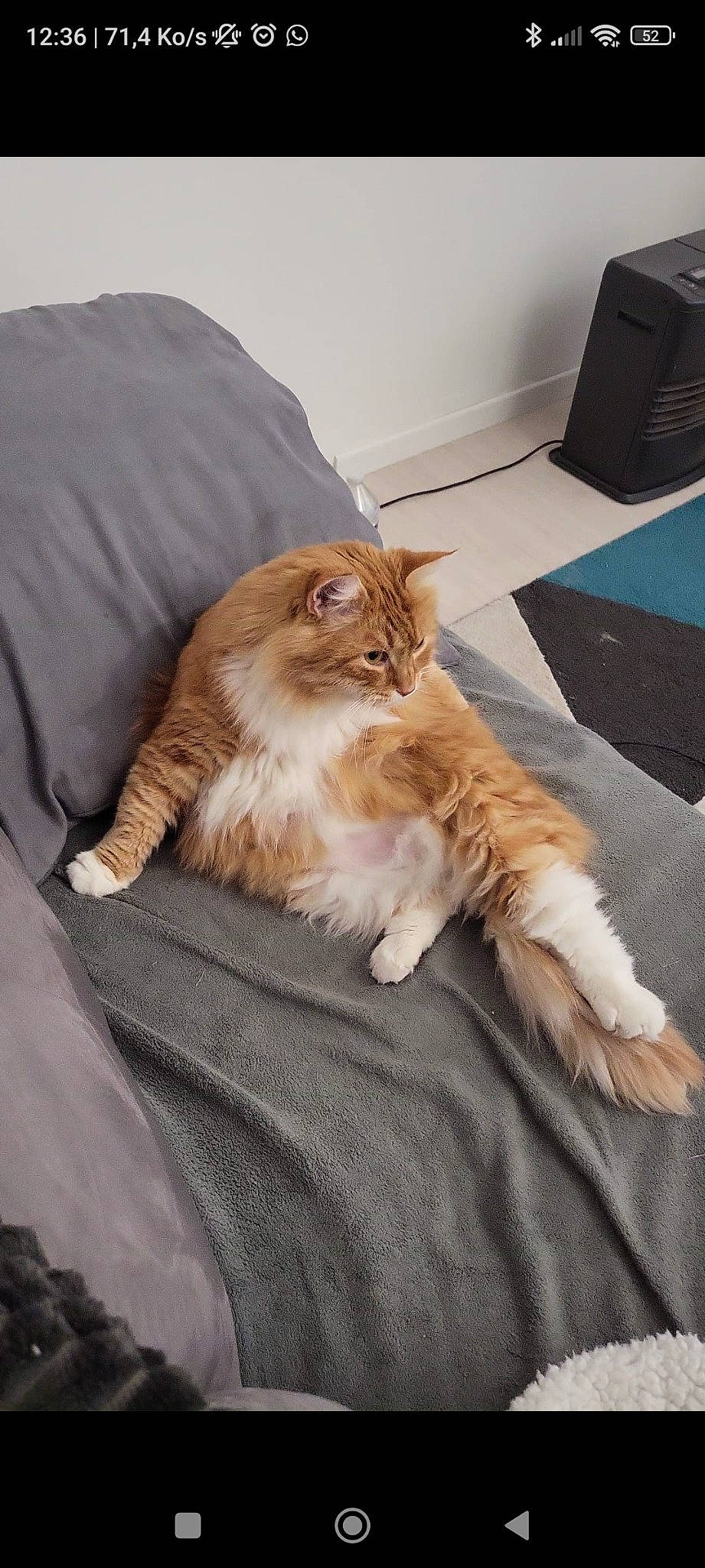 Mushu a rejoint le concours — aidez-le/la à gagner de superbes lots ! carnivore, cat, claw, comfort, companion_dog, domestic_short_haired_cat, fawn, felidae, flooring, fur, hardwood, human_leg, paw, room, sitting, small_to_medium_sized_cats, tail, whiskers, wood