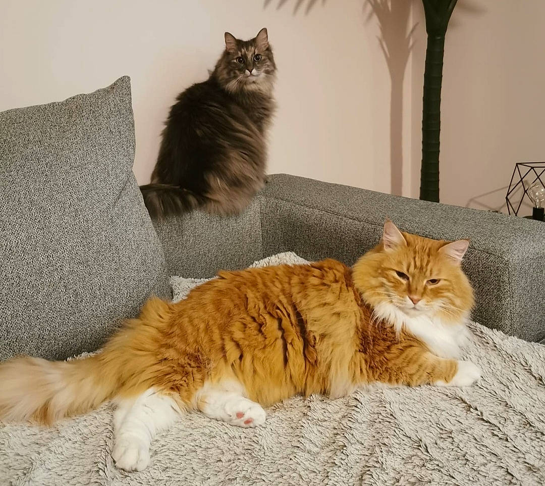 Mushu participe au concours pour gagner de l'argent avec cette photo : carnivore, cat, claw, comfort, couch, domestic_short_haired_cat, fawn, felidae, flooring, fur, hardwood, mammal, paw, sitting, small_to_medium_sized_cats, tail, tree, whiskers, window, wood