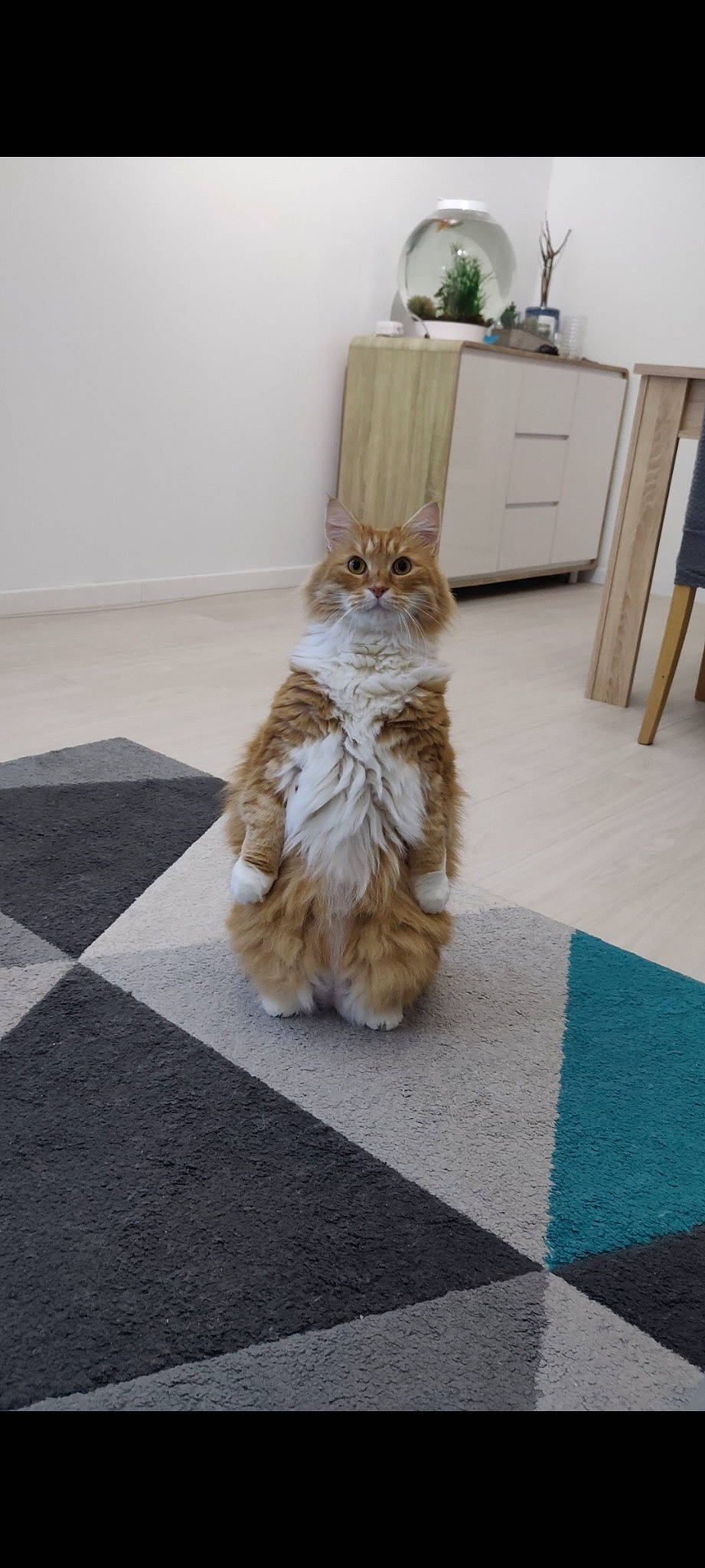 Mushu participe au concours pour gagner de l'argent avec cette photo : cabinetry, carnivore, cat, chest_of_drawers, comfort, domestic_short_haired_cat, drawer, dresser, felidae, floor, flooring, fur, grey, hardwood, road_surface, small_to_medium_sized_cats, tail, whiskers, wood, wood_stain