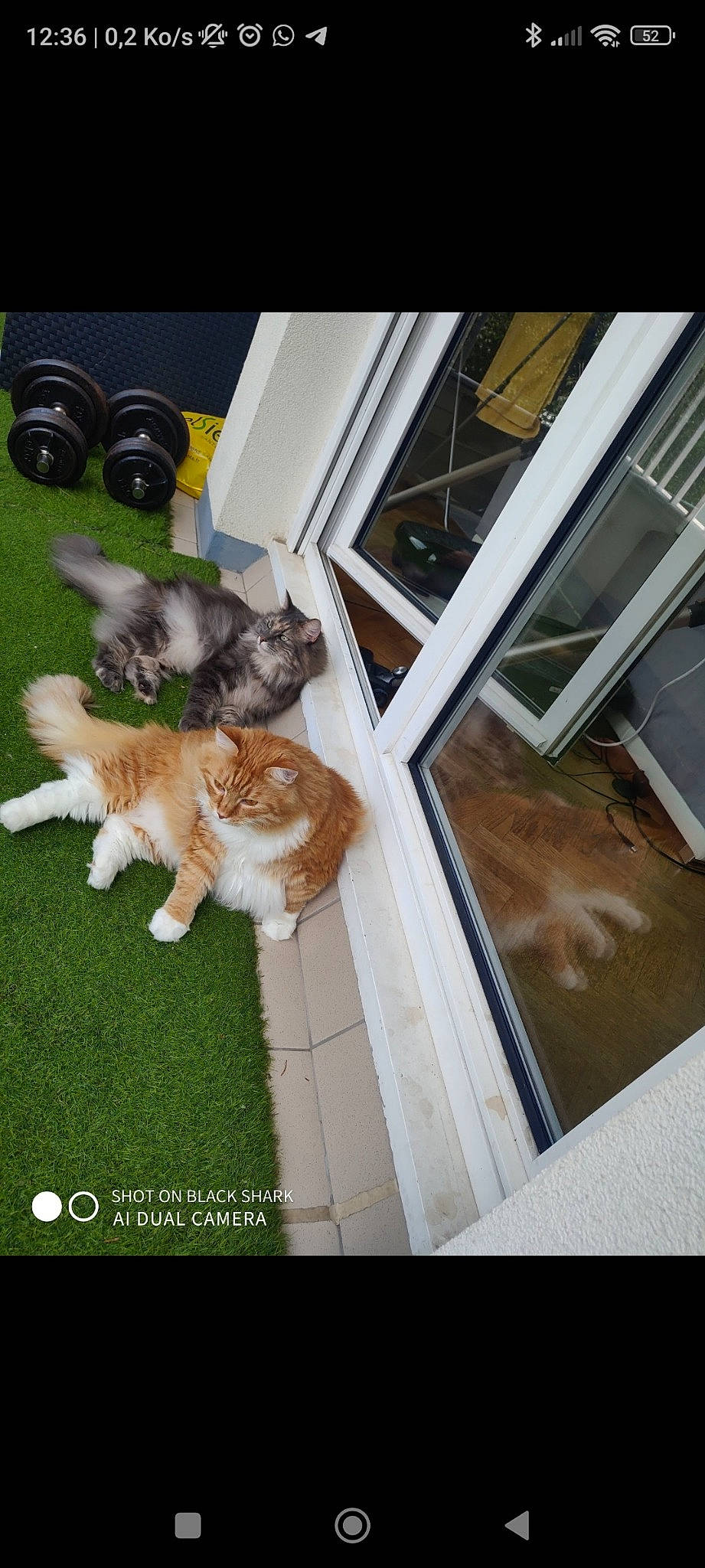 Mushu a rejoint le concours — aidez-le/la à gagner de superbes lots ! brown, carnivore, cat, comfort, companion_dog, domestic_short_haired_cat, fawn, felidae, floor, flooring, fur, grass, hardwood, home, room, small_to_medium_sized_cats, sporting_group, tail, whiskers, wood