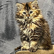 Vadrouille a rejoint le concours — aidez-le/la à gagner de superbes lots ! animal, beige, brown, cat, curious, cute, ears, feline, fluffy, fur, gray, indoor, kitten, paws, pet, portrait, sitting, soft, whiskers, young