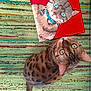 animal, art, canvas, cat, colorful_rug, curious, ears, feline, floor, green_eyes, indoor, looking_up, painting, pet, portrait, spotted_cat, striped_cat, tail, whiskers, woven_rug