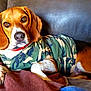 animal, beagle, black, brown, camouflage, couch, cozy, cute, dog, ears, eyes, fur, indoor, nose, paw, pet, portrait, relaxing, shirt, white