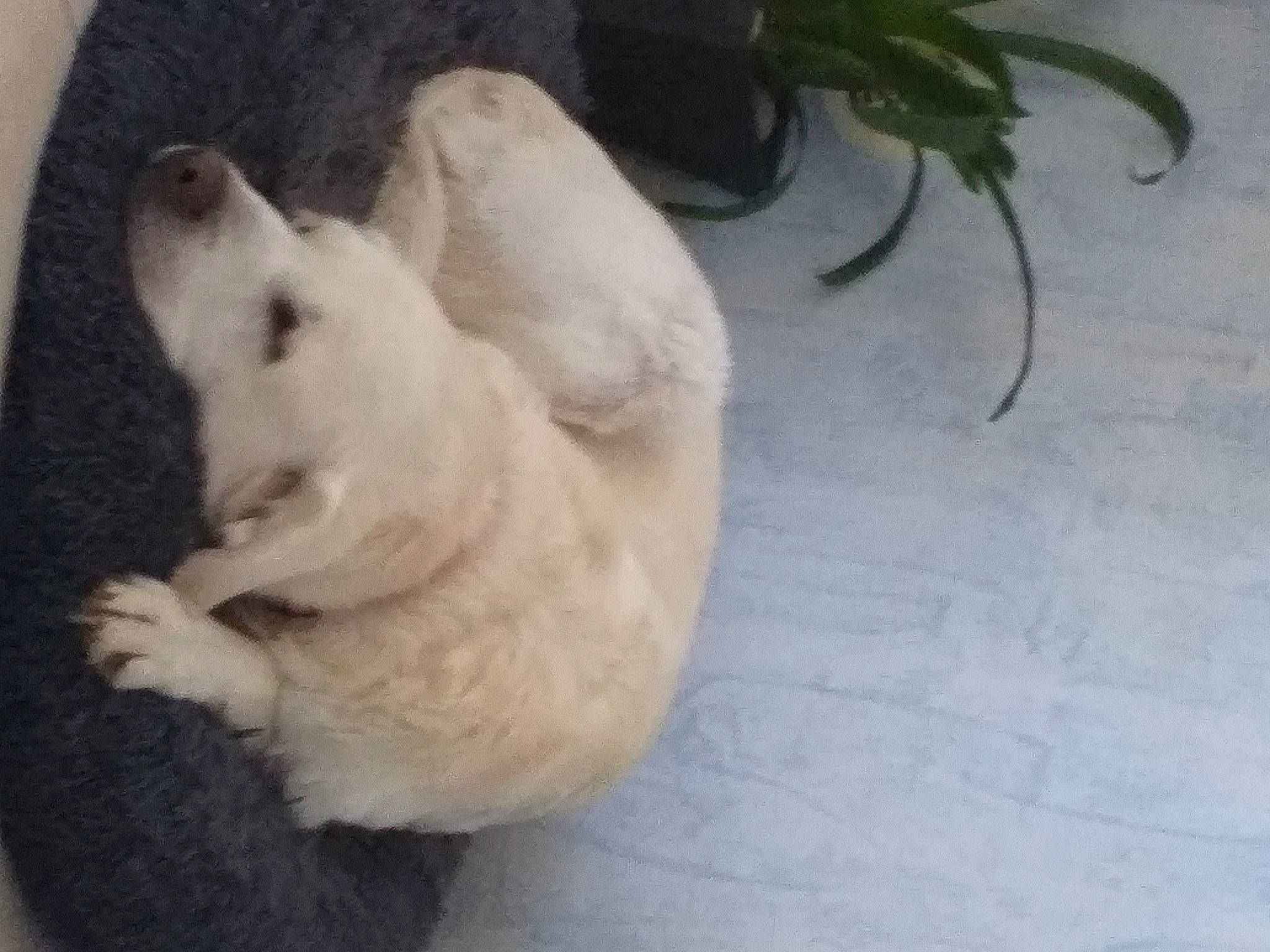 Endy participe au concours pour gagner de l'argent avec cette photo : canidae, carnivore, cat, comfort, companion_dog, dog_breed, fawn, felidae, fur, hardwood, houseplant, paw, plant, siamese, small_to_medium_sized_cats, sporting_group, tail, terrestrial_animal, toy_dog, whiskers