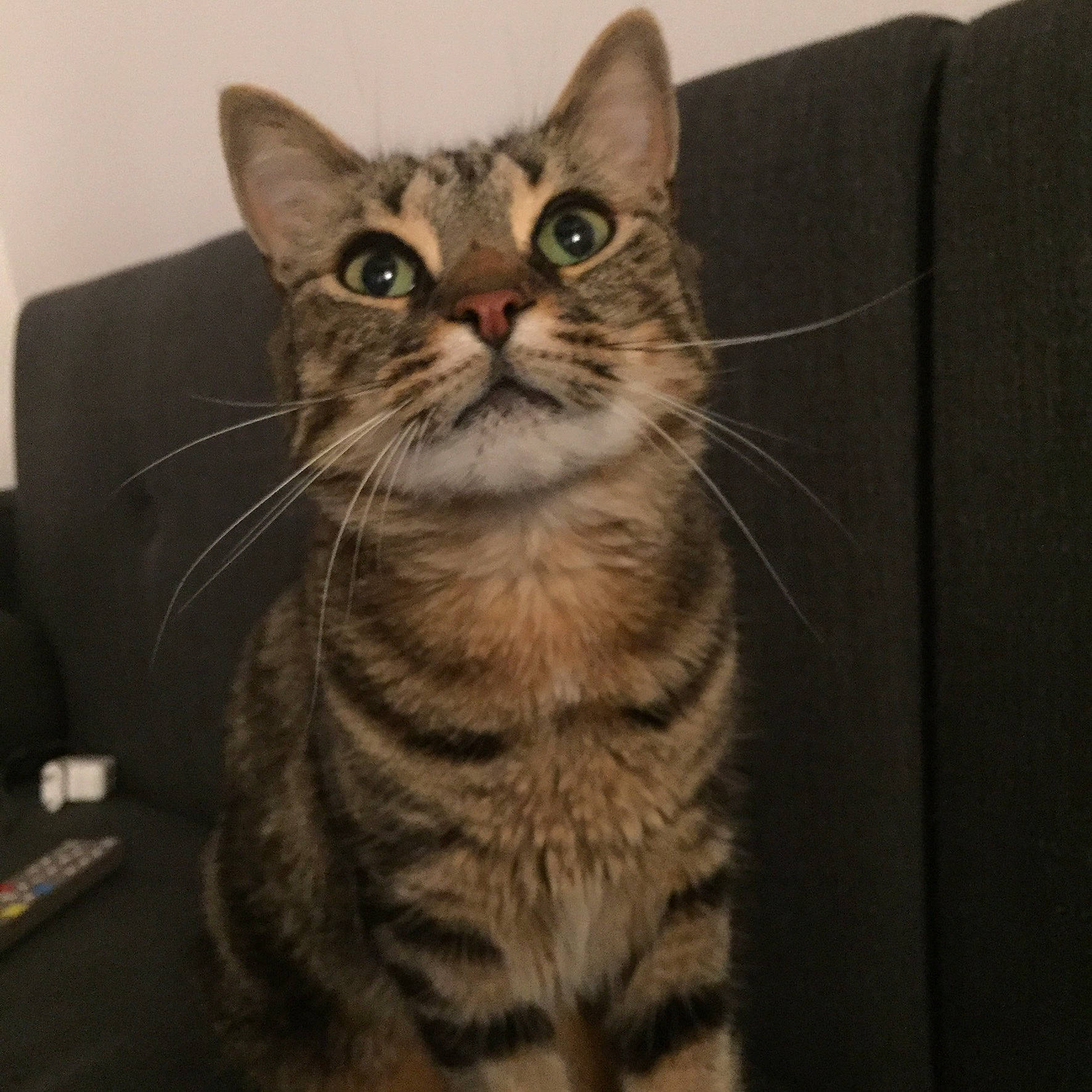 Le Chat participe au concours pour gagner de l'argent avec cette photo : carnivore, cat, comfort, domestic_short_haired_cat, eye, felidae, fur, head, paw, small_to_medium_sized_cats, tail, terrestrial_animal, whiskers, wildlife