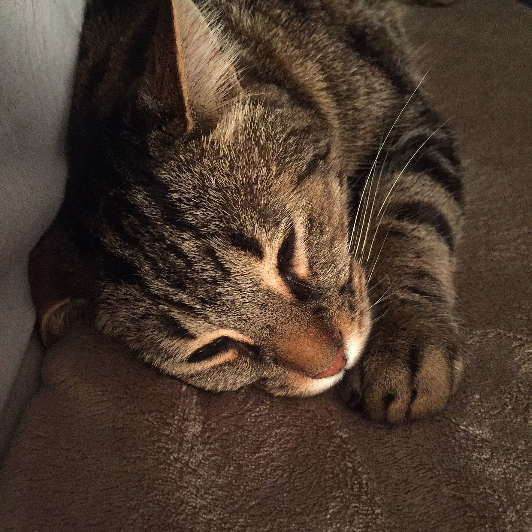 Le Chat a rejoint le concours — aidez-le/la à gagner de superbes lots ! carnivore, cat, claw, comfort, darkness, domestic_short_haired_cat, felidae, fur, grey, head, nap, paw, sky, small_to_medium_sized_cats, snout, tail, terrestrial_animal, whiskers, wildlife, wood