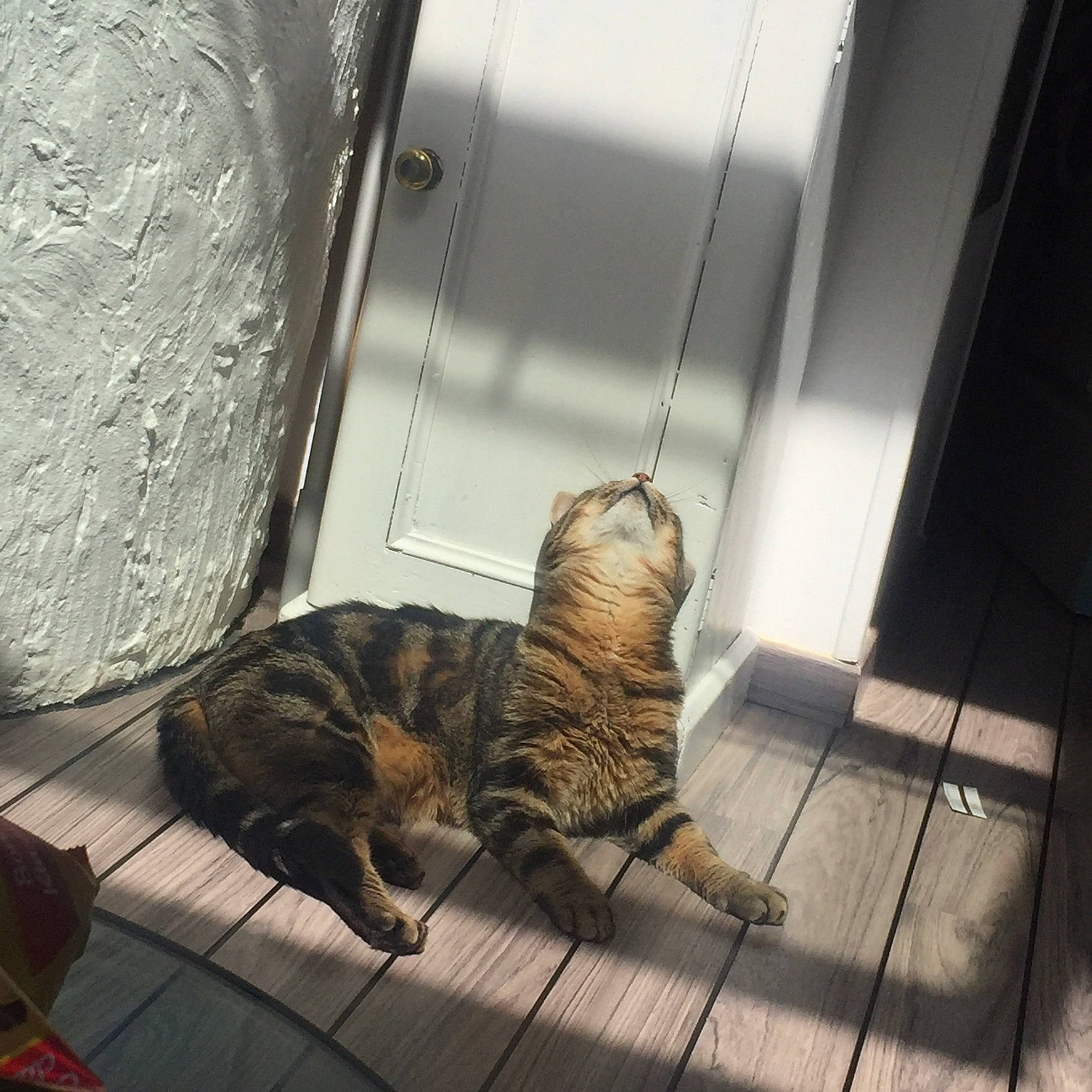 Le Chat participe au concours pour gagner de l'argent avec cette photo : carnivore, cat, claw, domestic_short_haired_cat, door, fawn, felidae, floor, flooring, fur, hardwood, metal, paw, room, small_to_medium_sized_cats, snout, tail, terrestrial_animal, whiskers, wood