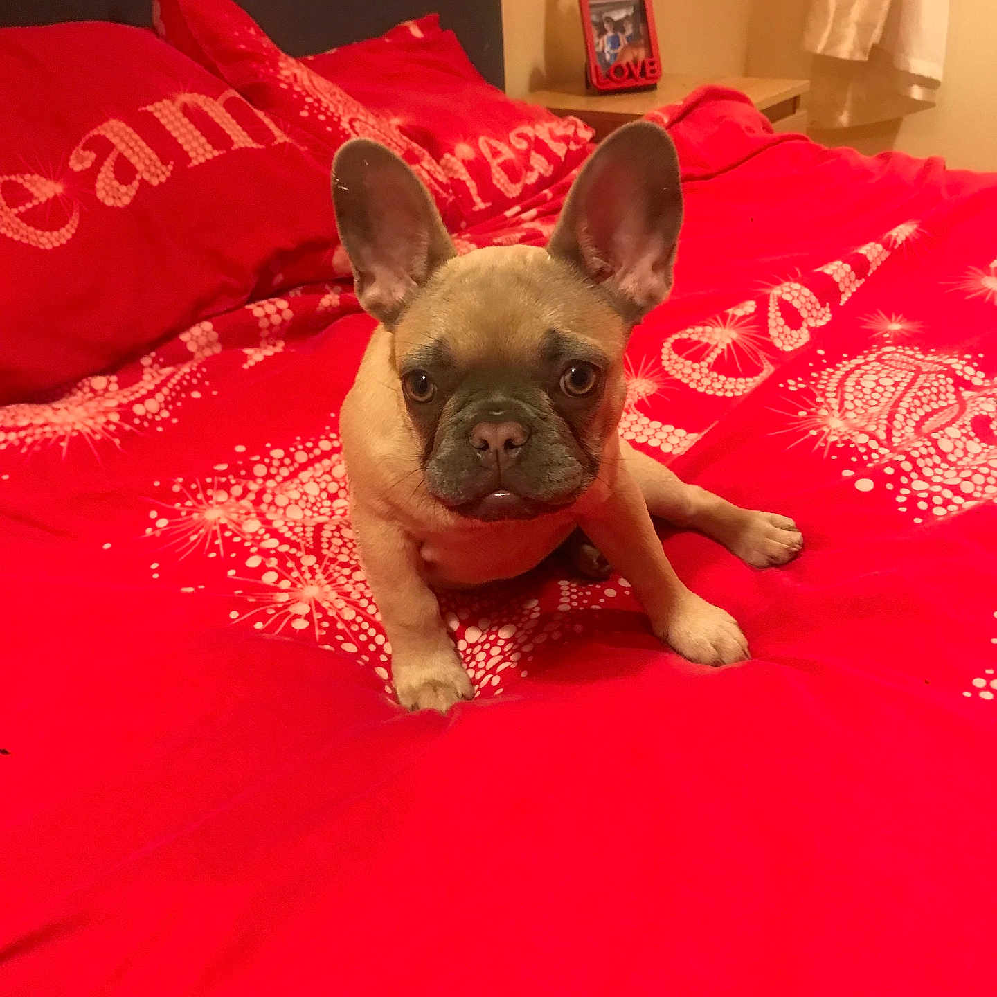Whoopie joined the competition — help win amazing prizes! animal, bed, bedding, blanket, canine, companion, cute, dog, ears, french_bulldog, fur, home, indoor, looking, pet, pillows, puppy, red, small, young