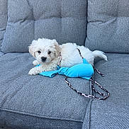 Bean is registered to the contest to win money with this photo: puppy, dog, white, couch, sofa, bikini_top, blue, pet, indoor, cute, fluffy, resting, young, animal, small_dog, fur, relaxing, domestic_animal, companion, cozy