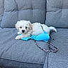 puppy, dog, white, couch, sofa, bikini_top, blue, pet, indoor, cute, fluffy, resting, young, animal, small_dog, fur, relaxing, domestic_animal, companion, cozy