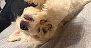 Bean joined the competition — help win amazing prizes! dog, white_dog, fluffy, paw, bed, blanket, relaxed, happy, pet, canine, fur, nose, indoor, cozy, sleeping, animal, cute, playful, paw_pads, resting