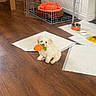 Bean is registered to the contest to win money with this photo: puppy, dog, toy, carrot_toy, floor, wooden_floor, crate, dog_bed, blanket, training_pads, food_bowl, water_bowl, pet_area, indoor, cute, small_dog, white_dog, pet_toy, cozy, home