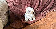 Bean is registered to the contest to win money with this photo: adorable, animal, blanket, couch, cozy, curious, cute, dog, floor, fur, home, indoor, living_room, pet, puppy, seated, small, soft, white, wooden_floor