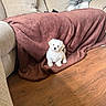 puppy, dog, blanket, couch, floor, indoor, pet, fur, cute, small, white, cozy, wooden_floor, living_room, home, animal, adorable, seated, curious, soft