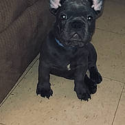 Dice joined the competition — help win amazing prizes! dog, puppy, french_bulldog, black_dog, pet, animal, ears, floor, tile_floor, indoor, couch, furniture, cute, small, sitting, looking, collar, companion, domestic_animal, young