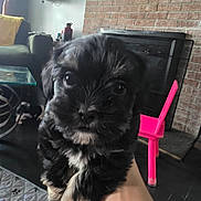 Bob is registered to the contest to win money with this photo: puppy, dog, close_up, indoor, brick_fireplace, pink_chair, hand, living_room, carpet, furniture, cute, pet, animal, small_dog, fluffy, black_dog, brown_dog, background, house, cozy