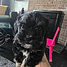 puppy, dog, close_up, indoor, brick_fireplace, pink_chair, hand, living_room, carpet, furniture, cute, pet, animal, small_dog, fluffy, black_dog, brown_dog, background, house, cozy