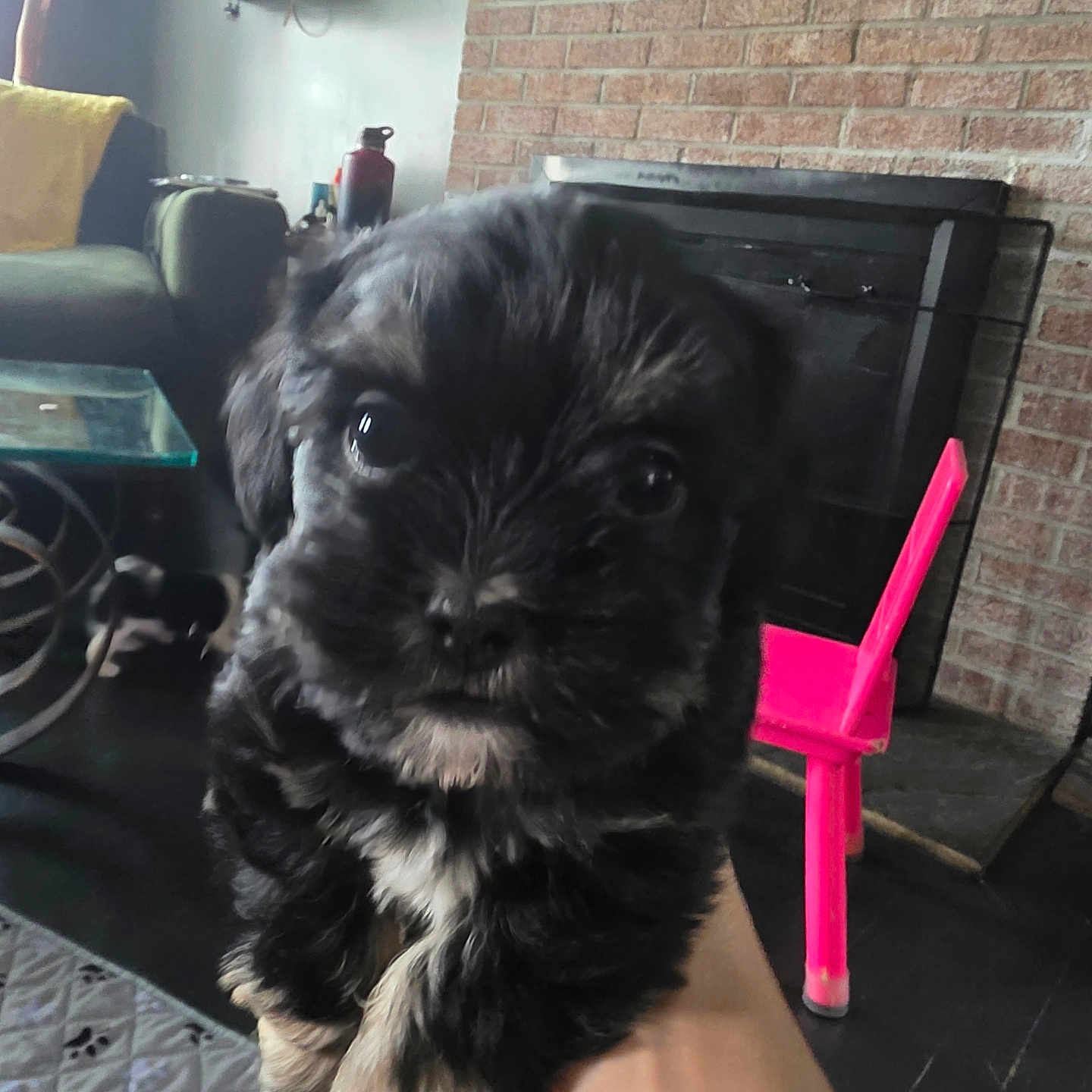 Bob