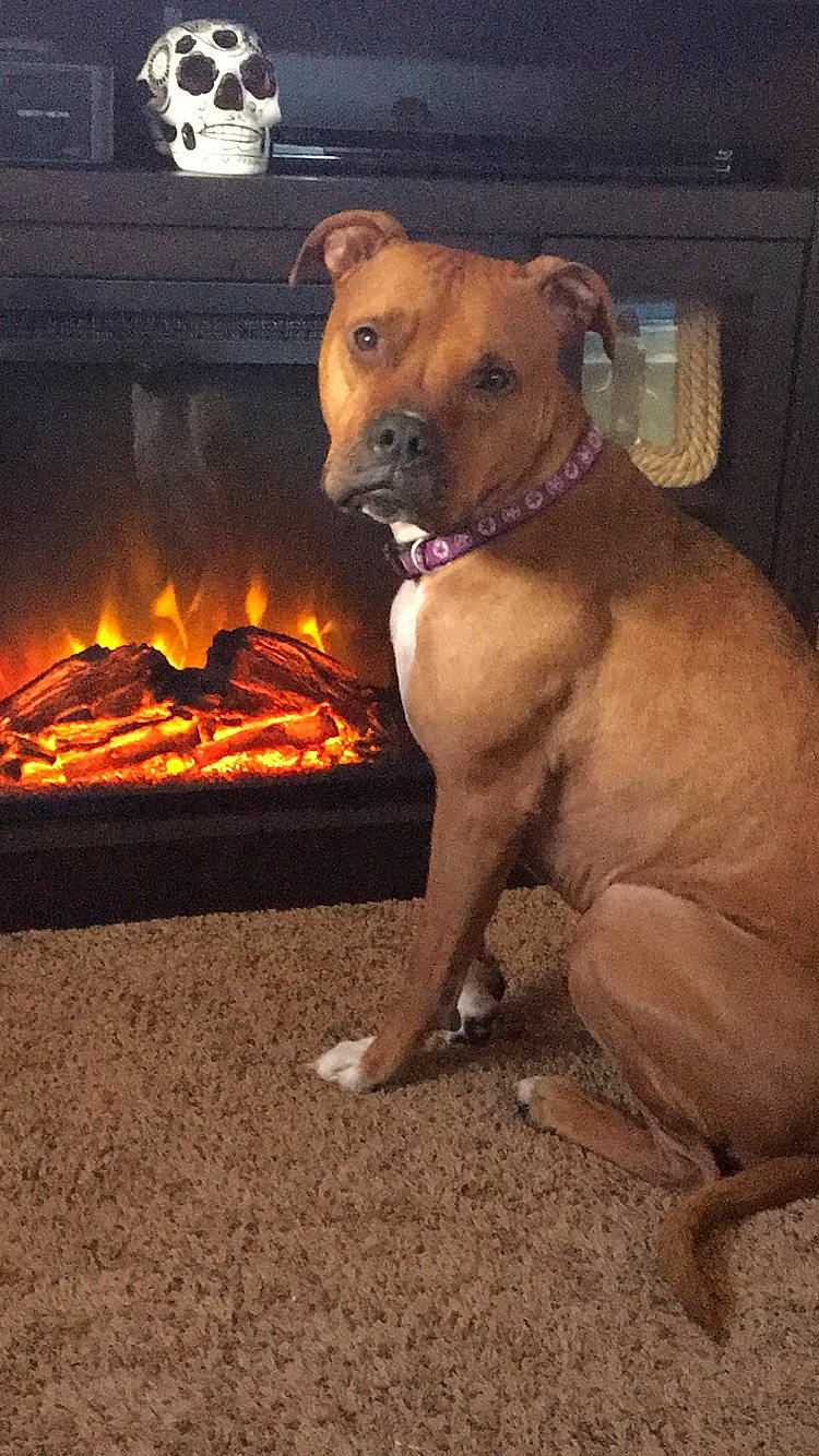 Sofia joined the competition — help win amazing prizes! carnivore, collar, companion_dog, dog, dog_breed, dog_collar, dog_supply, event, fawn, fire, fireplace, flooring, gas, guard_dog, heat, pet_supply, snout, whiskers, wood_burning_stove, working_animal