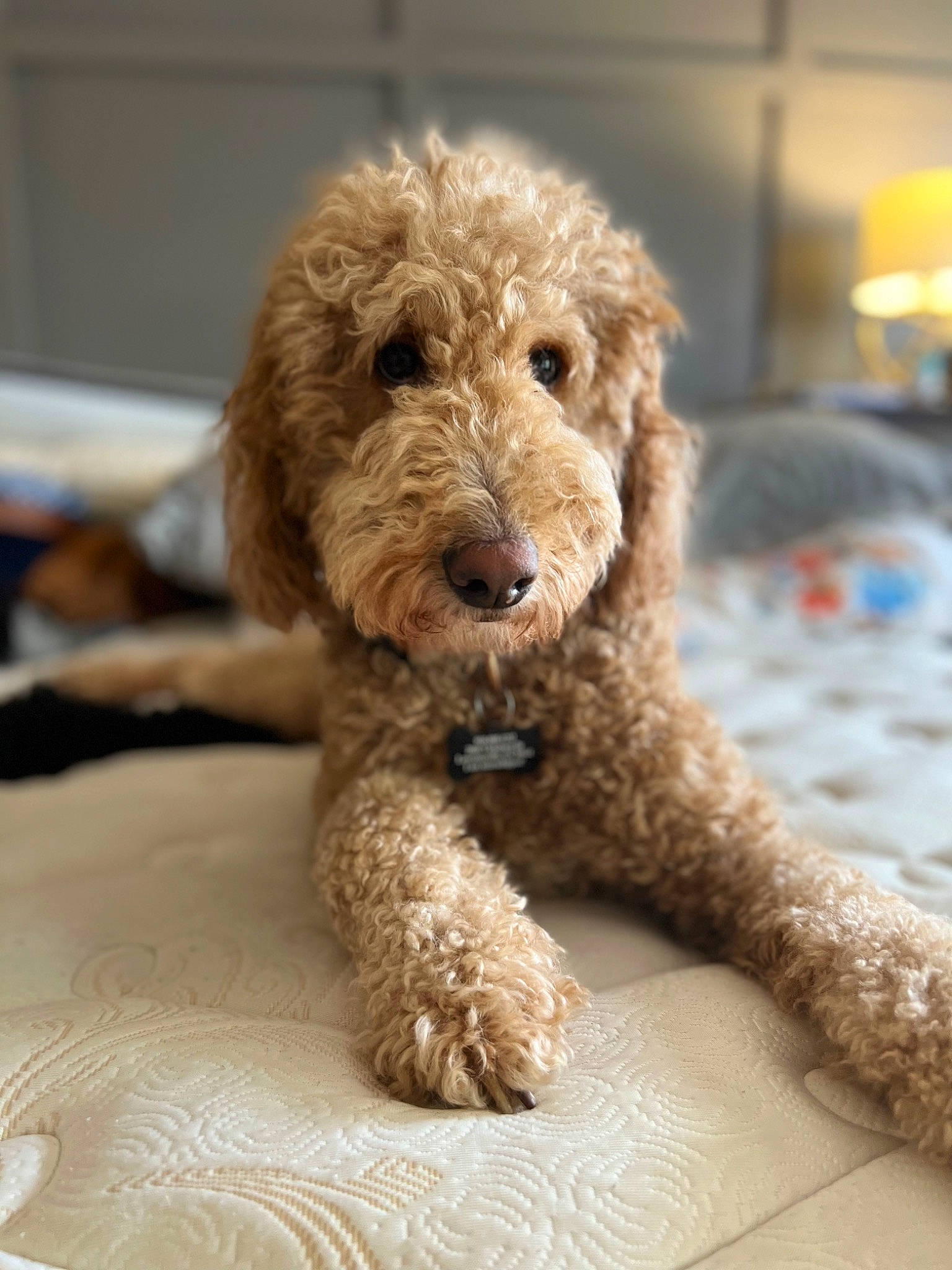 Hamilton joined the competition — help win amazing prizes! canidae, carnivore, companion_dog, dog, dog_breed, fur, labradoodle, liver, non_sporting_group, poodle, poodle_crossbreed, puppy, snout, sporting_group, terrestrial_animal, terrier, toy_dog, water_dog, working_animal, working_terrier
