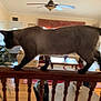 cat, siamese_cat, indoor, living_room, wooden_railing, furniture, ceiling_fan, table, couch, plant, curtains, flooring, pet, animal, walking, blur, domestic, home, balancing, railing