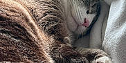 Felix is registered to the contest to win money with this photo: cat, sleeping, closeup, fur, pink_nose, paws, white_blanket, cozy, indoor, pet, resting, whiskers, tabby, soft_light, relaxation, animal, cute, feline, nap, comfort