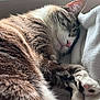 cat, sleeping, closeup, fur, pink_nose, paws, white_blanket, cozy, indoor, pet, resting, whiskers, tabby, soft_light, relaxation, animal, cute, feline, nap, comfort