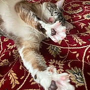 Jerry joined the competition — help win amazing prizes! cat, sleeping, paw, stretching, fur, carpet, indoor, relaxed, closeup, pink_paw_pads, patterned_rug, whiskers, tabby, white_fur, cute, pet, animal, cozy, resting, soft