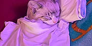 Jerry joined the competition — help win amazing prizes! cat, sleeping, blanket, cloth, cozy, indoor, pet, fur, cute, resting, domestic_animal, animal, wrapped, comfort, purple_light, snug, soft, tucked_in, relaxed, nap