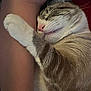 Jerry joined the competition — help win amazing prizes! cat, sleeping, paw, arm, closeup, feline, pet, fur, whiskers, nose, relaxation, comfort, indoor, cute, domestic_animal, animal, resting, face, human_arm, peaceful