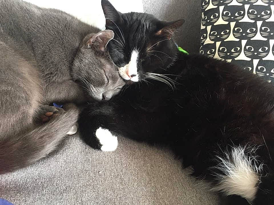 Bali Et Lisbonne participe au concours pour gagner de l'argent avec cette photo : black_cat, carnivore, cat, comfort, computer_keyboard, domestic_short_haired_cat, felidae, fur, input_device, mammal, numeric_keypad, office_equipment, paw, peripheral, small_to_medium_sized_cats, snout, space_bar, tail, vertebrate, whiskers