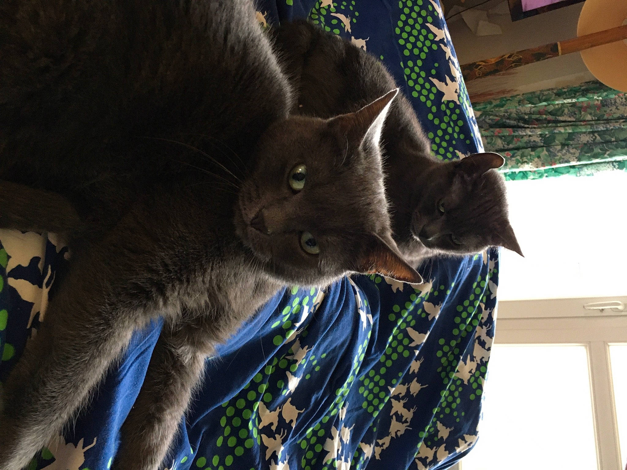 Bali Et Lisbonne participe au concours pour gagner de l'argent avec cette photo : carnivore, cat, comfort, domestic_short_haired_cat, electric_blue, felidae, fur, grey, plant, russian_blue, shadow, small_to_medium_sized_cats, snout, tail, terrestrial_animal, tree, whiskers, window, wood