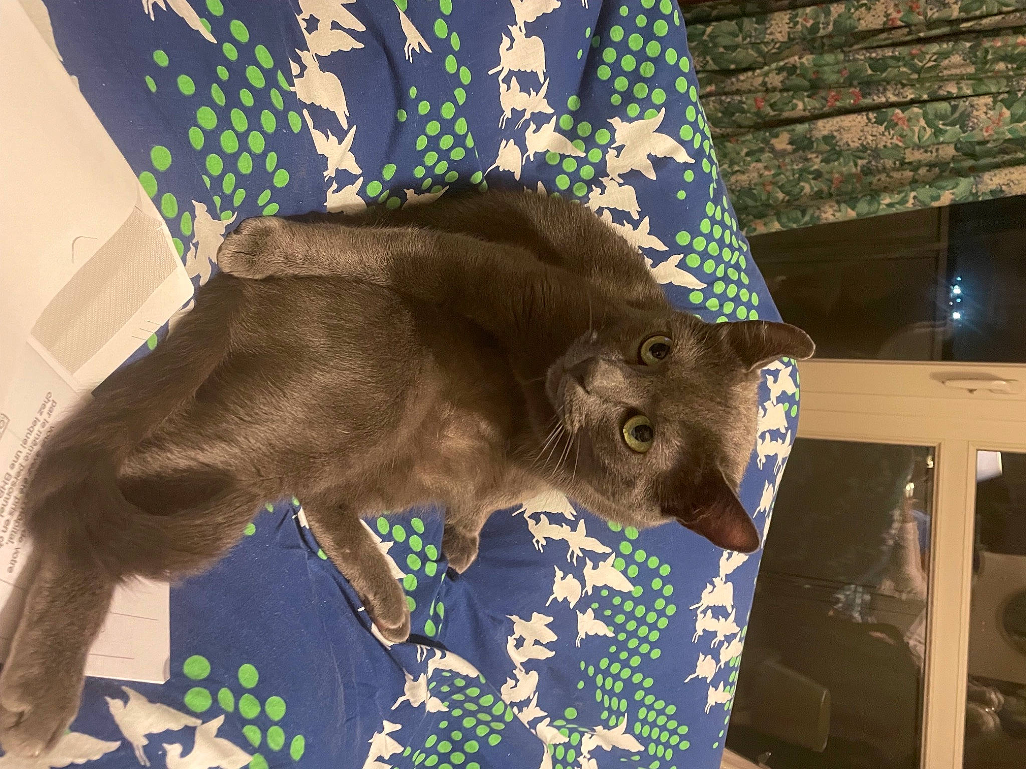 Bali Et Lisbonne participe au concours pour gagner de l'argent avec cette photo : art, craft, creative_arts, fashion_accessory, fawn, fur, linens, liver, natural_material, pattern, rectangle, room, sleeve, sporting_group, tail, terrestrial_animal, textile, visual_arts, wood, working_animal