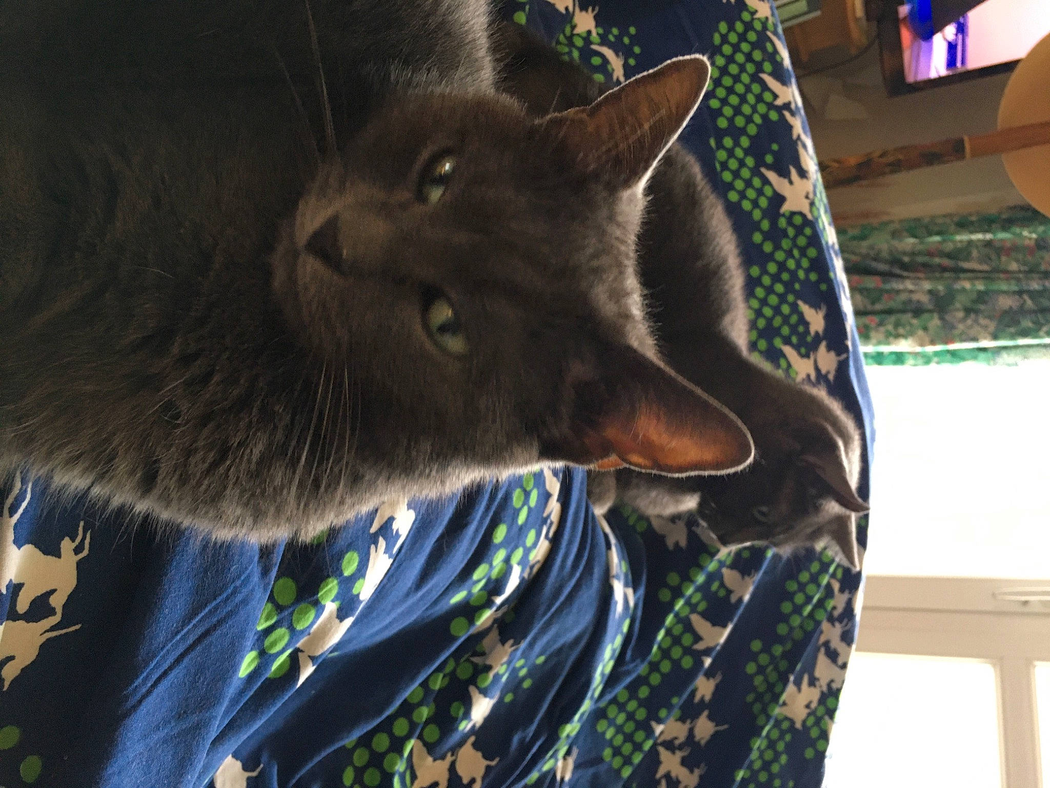 Bali Et Lisbonne a rejoint le concours — aidez-le/la à gagner de superbes lots ! black_cat, canidae, carnivore, cat, dog_breed, domestic_short_haired_cat, electric_blue, felidae, fur, grass, plant, russian_blue, small_to_medium_sized_cats, snout, sporting_group, tail, terrestrial_animal, tree, whiskers, wildlife